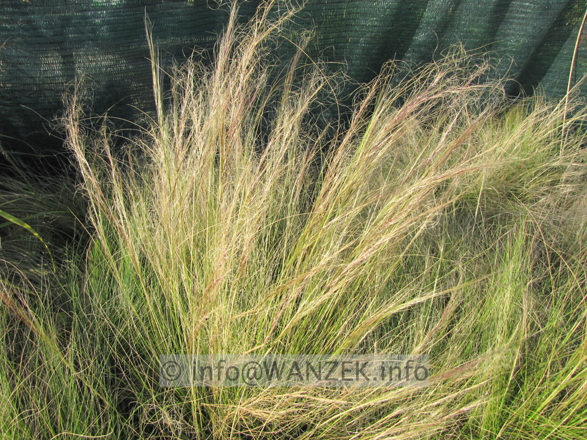 Stipa tenuissima (Nasella)-3.JPG